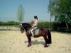 Biete RB an Turnierpony in Borken/ Marbeck