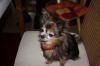 Suche reinrassigen chihuahua langhaar Rüden