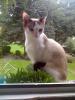 suche Dezkkater!