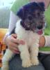 süßer kleinbleibender welpe (Foxterrier-mischling)