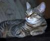 Verschmuste,  anhängliche Katze aubzugeben 9 Monate