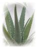 Aloevera-produkteshop.de mit inhaltlich allen Aloe Vera Produkten