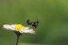 Phyllocrania,  Ameles und Parasphendale