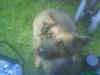 Benny sucht dringend ein neues zu hause