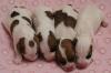such einen jack russel terrier welpen