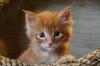 Ein absoluter Traum,  2 Maine Coon Kitten.