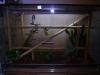 phelsuma laticauda 1, 1 Golstaubtaggecko
