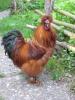Seidenhuhn-Hahn,  rot