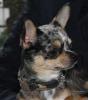 blue merle chihuahua deckrüde wartet auf damenbesuch