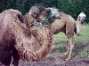 Kamelreiten
