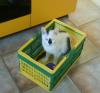 Kleine, süße Katzenkinder, in liebevolle Hände zu verschenken!