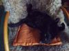 Elegante & schöne schwarze Katze sucht schönes,  neues zu Hause