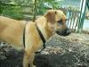 Labrador Mix Hündin 2 Jahre
