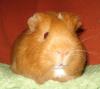 Viele Meerschweinchen suchen ein artgerechtes Zuhause 