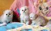 Perserbabys in silver shaded,  golden shaded und chinchilla mit Stammbaum