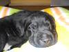Sharpei/ Airedale Mischlings Welpe