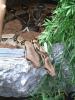 Biete zwei Boas inkl. Terrarium/ Zubehör für 600, -Euro