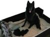 Reinrassige Groenendael Welpen (Belgische Schäferhunde),  von Privat zu verkaufen