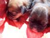 Pocket Puggle