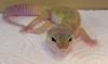 Leopardgecko männlich abzugeben