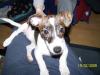 Jackrussel welpen hündin sucht ein neues zu Hause
