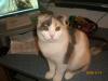 Suche Deckkater:Scottisch Fold- oder Perser