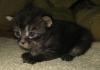 zauberhafte Maine Coon Kitten suchen liebevolles neues Zuhause