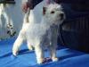 Klasse West Highland White Terrier Hündin,  7 Monate jung
