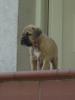 keine Fila Brasileiro Welpen,  sondern robuste
