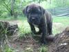 keine Rhodesian Ridgeback Welpen,  sondern robuste