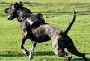 keine Dogo Argentino Welpen,  sondern robuste