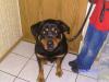 kastrierter Rottweiler 3 J. abzugeben