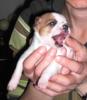 Chihuahua – Welpen abzugeben! weiblich