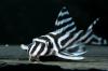 6x L46 Zebrawels zu verkaufen!!