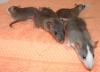 Viele Ratten aus Notfällen suchen ein neues Zuhause.