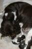 Springer Spaniel Welpen,  Springer Nest Kennel