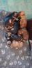 Minimix Welpen papillon x yorkshire x pekinese x jack russel