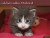 _ _ _  zuckersüsse MAINE COON Kitten_ _ _ 