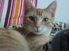 roter Kater (1 Jahr) sucht neues Zuhause