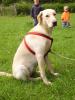 Junge Labradorhündin (8Monate) sucht neues Heim