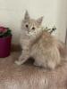 Maine Coon Kitten