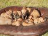 10 Rhodesian Ridgeback Welpen ab Juli abzugeben