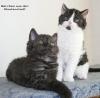 Selkirk Rex Baby,  ist auch für Allergiker geeignet.