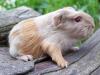 Rassemeerschweinchen aus Hobbyzucht,  versch. Rassen u. Farben