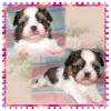 Shih Tzu Engelchen