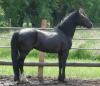 Eros,  Criollo Rapp-Hengst