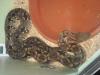 Acrantophis Dumerili