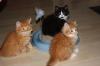 2 liebe,  süße Sibirische Katerchen 