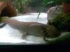 Axolotlmännchen