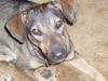 Sara,  wunderhübsche andalusische Mix - Hündin sucht liebevolles Zuhause